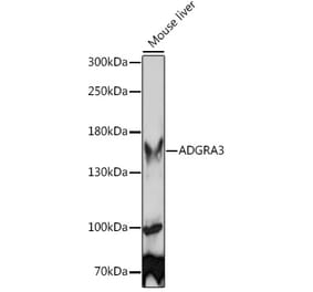Western Blot - Anti-GPCR GPR125 Antibody (A92391) - Antibodies.com