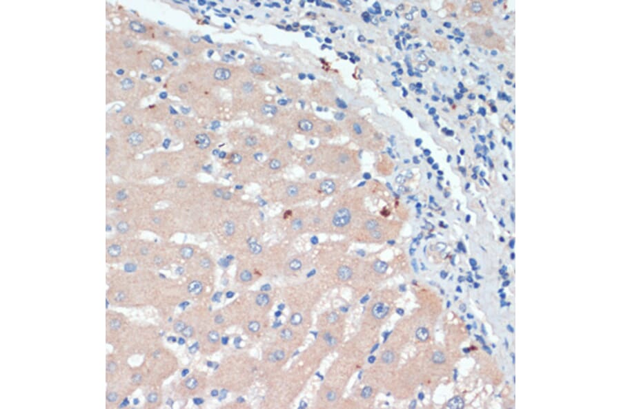 Immunohistochemistry - Anti-Dopamine beta Hydroxylase Antibody (A92397) - Antibodies.com