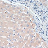 Immunohistochemistry - Anti-Dopamine beta Hydroxylase Antibody (A92397) - Antibodies.com