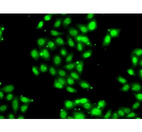 Immunofluorescence - Anti-PIAS3 Antibody (A92399) - Antibodies.com