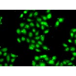 Immunofluorescence - Anti-PIAS3 Antibody (A92399) - Antibodies.com