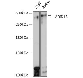 Western Blot - Anti-ARID1B Antibody (A92400) - Antibodies.com