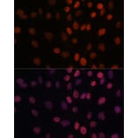 Immunofluorescence - Anti-ARID1B Antibody (A92400) - Antibodies.com