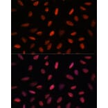 Immunofluorescence - Anti-ARID1B Antibody (A92400) - Antibodies.com