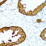Immunohistochemistry - Anti-ACPP Antibody (A13457) - Antibodies.com