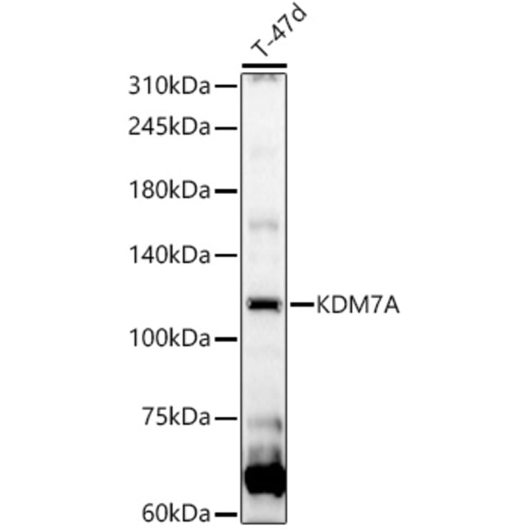 Western Blot - Anti-JHDM1D Antibody (A92411) - Antibodies.com