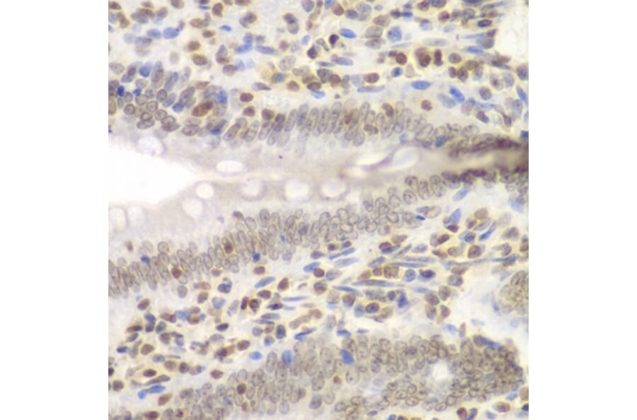 Immunohistochemistry - Anti-NIRF Antibody (A92417) - Antibodies.com