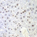 Immunohistochemistry - Anti-NIRF Antibody (A92417) - Antibodies.com