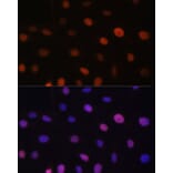 Immunofluorescence - Anti-NIRF Antibody (A92417) - Antibodies.com