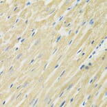 Immunohistochemistry - Anti-SLC19A1 Antibody (A14644) - Antibodies.com