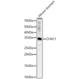 Western Blot - Anti-CHAC1 Antibody (A92420) - Antibodies.com