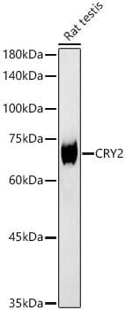 Immunofluorescence analysis of HeLa cells using Anti-CRY2 Antibody (A13289).