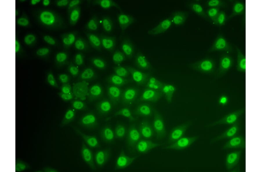 Immunofluorescence - Anti-CRY2 Antibody (A92421) - Antibodies.com