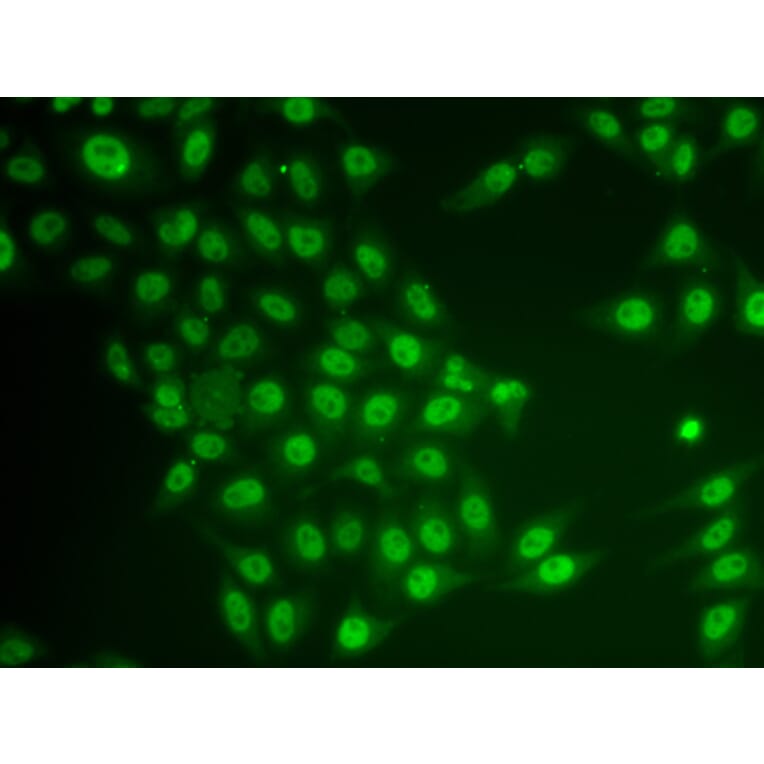 Immunofluorescence - Anti-CRY2 Antibody (A92421) - Antibodies.com