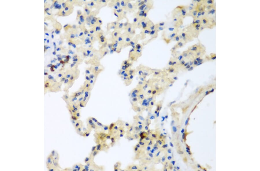 Immunohistochemistry - Anti-LEPREL2 Antibody (A2293) - Antibodies.com