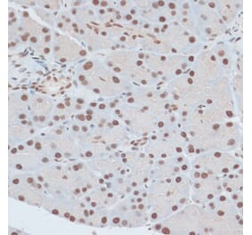 Immunohistochemistry - Anti-ZNF416 Antibody (A92435) - Antibodies.com
