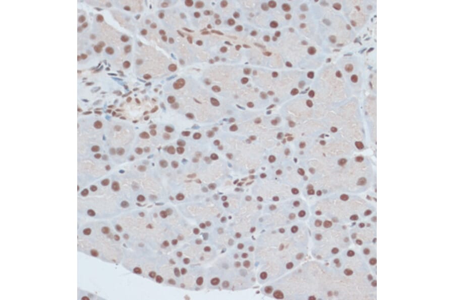 Immunohistochemistry - Anti-ZNF416 Antibody (A92435) - Antibodies.com