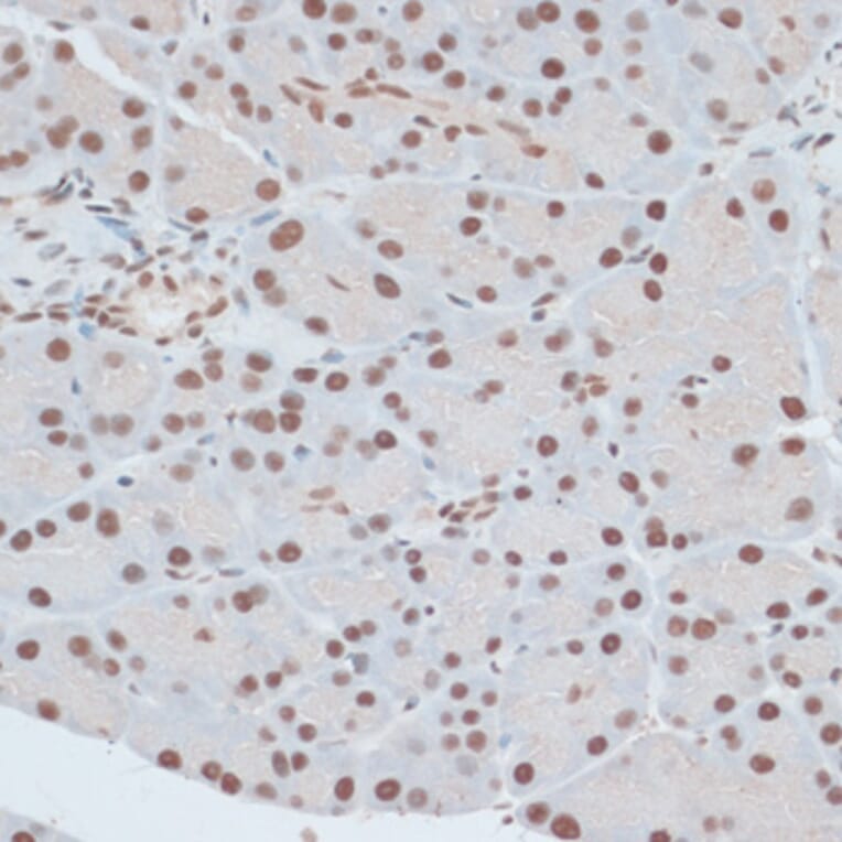 Immunohistochemistry - Anti-ZNF416 Antibody (A92435) - Antibodies.com