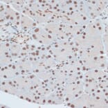 Immunohistochemistry - Anti-ZNF416 Antibody (A92435) - Antibodies.com