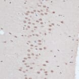 Immunohistochemistry - Anti-ZNF416 Antibody (A92435) - Antibodies.com