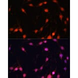 Immunofluorescence - Anti-ZNF416 Antibody (A92435) - Antibodies.com