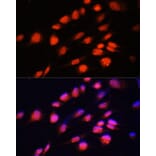 Immunofluorescence - Anti-ZNF416 Antibody (A92435) - Antibodies.com