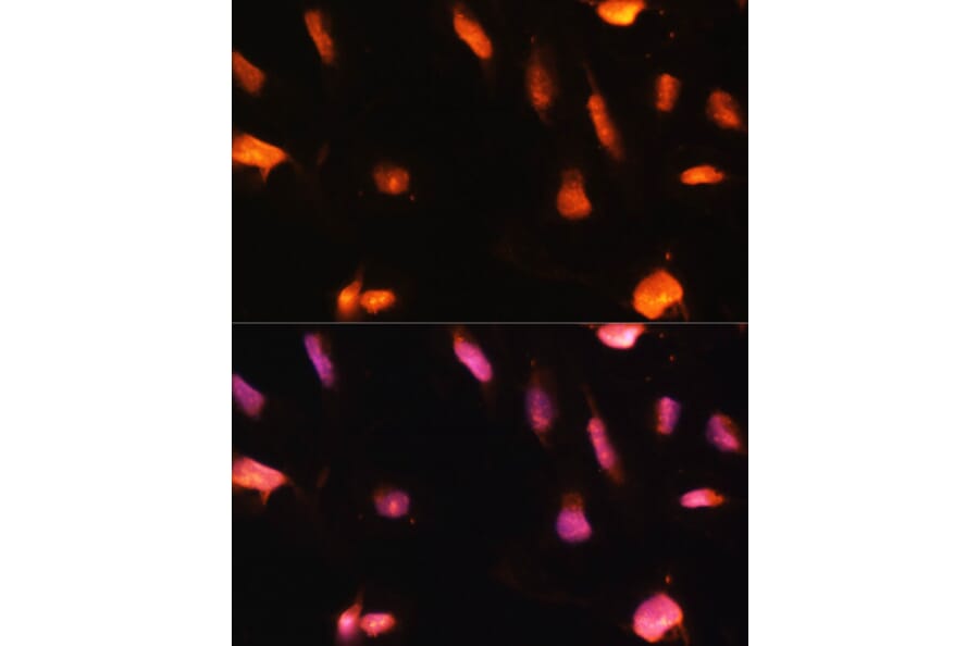 Immunofluorescence - Anti-ZNF416 Antibody (A92435) - Antibodies.com