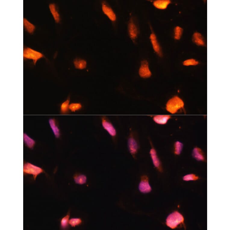 Immunofluorescence - Anti-ZNF416 Antibody (A92435) - Antibodies.com
