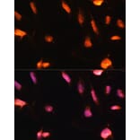 Immunofluorescence - Anti-ZNF416 Antibody (A92435) - Antibodies.com