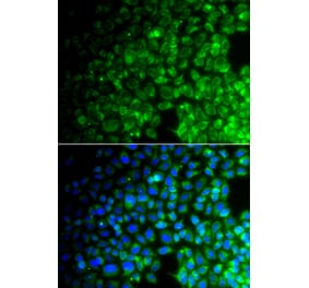 Immunofluorescence - Anti-USP10 Antibody (A92436) - Antibodies.com