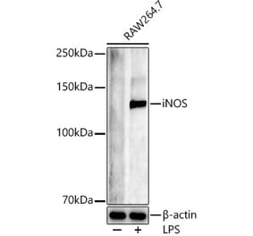Western Blot - Anti-iNOS Antibody (A92438) - Antibodies.com