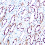 Immunohistochemistry - Anti-iNOS Antibody (A92438) - Antibodies.com