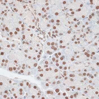 Immunohistochemistry of paraffin-embedded rat pancreas using Anti-ZNF177 Antibody (A14802) at dilution of 1:100 (40x lens).