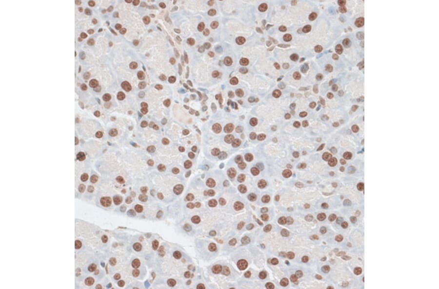 Immunohistochemistry - Anti-ZNF177 Antibody (A92439) - Antibodies.com