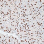 Immunohistochemistry - Anti-ZNF177 Antibody (A92439) - Antibodies.com