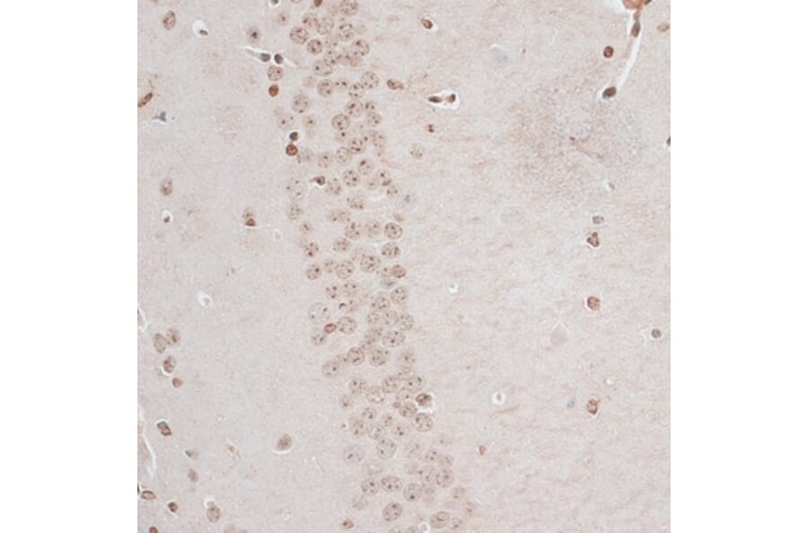 Immunohistochemistry - Anti-ZNF177 Antibody (A92439) - Antibodies.com