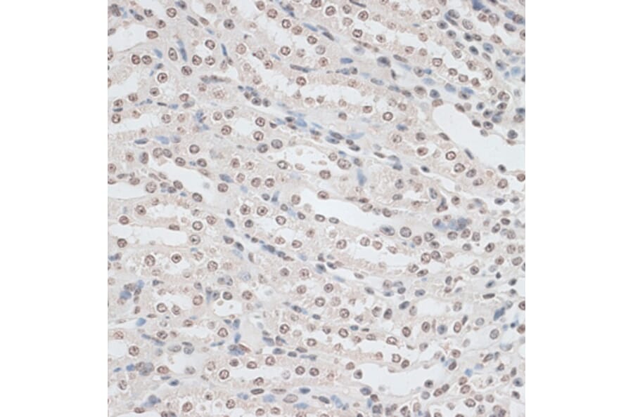 Immunohistochemistry - Anti-ZNF177 Antibody (A92439) - Antibodies.com