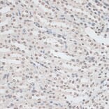 Immunohistochemistry - Anti-ZNF177 Antibody (A92439) - Antibodies.com