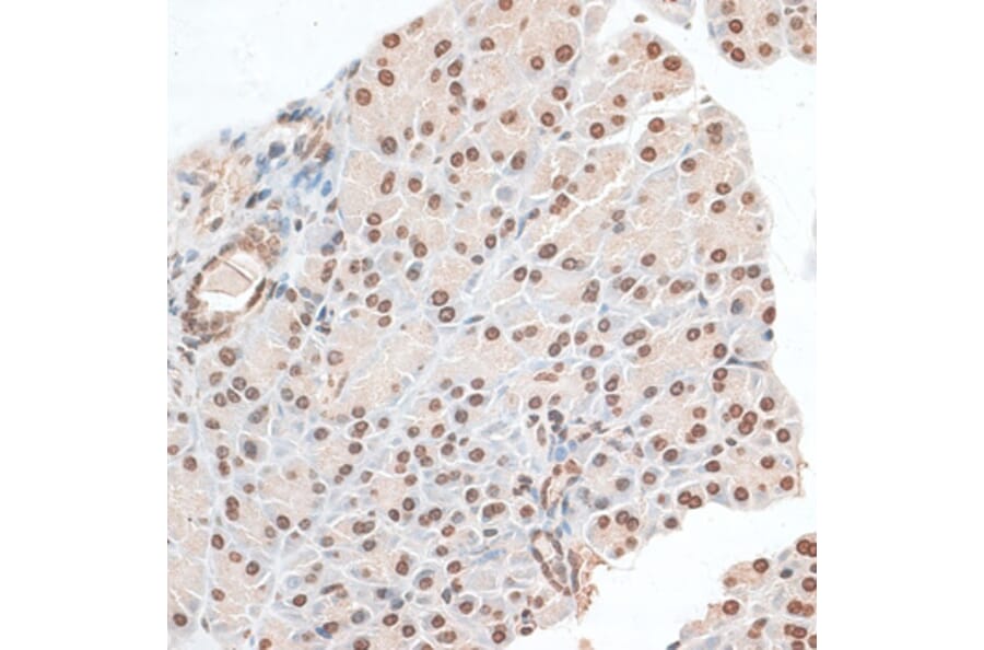 Immunohistochemistry - Anti-ZNF177 Antibody (A92439) - Antibodies.com