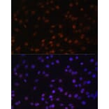 Immunofluorescence - Anti-ZNF177 Antibody (A92439) - Antibodies.com