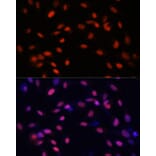 Immunofluorescence - Anti-ZNF177 Antibody (A92439) - Antibodies.com