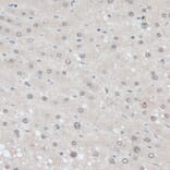 Immunohistochemistry - Anti-ZNF707 Antibody (A13737) - Antibodies.com