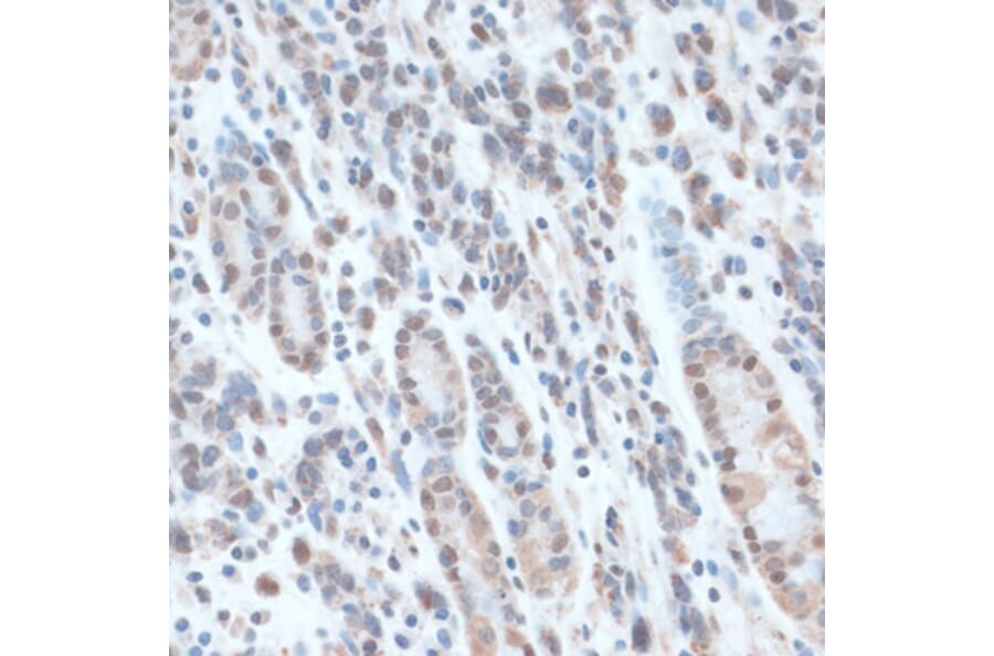 Immunohistochemistry - Anti-ZNF707 Antibody (A13737) - Antibodies.com
