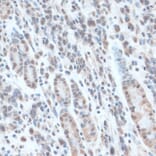 Immunohistochemistry - Anti-ZNF707 Antibody (A13737) - Antibodies.com