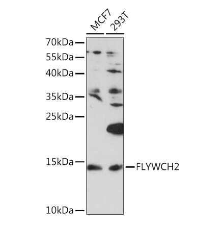Western Blot - Anti-FLYWCH2 Antibody (A92444) - Antibodies.com
