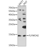 Western Blot - Anti-FLYWCH2 Antibody (A92444) - Antibodies.com