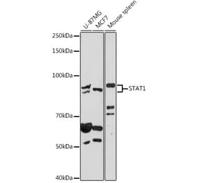 Western Blot - Anti-STAT1 Antibody (A92445) - Antibodies.com