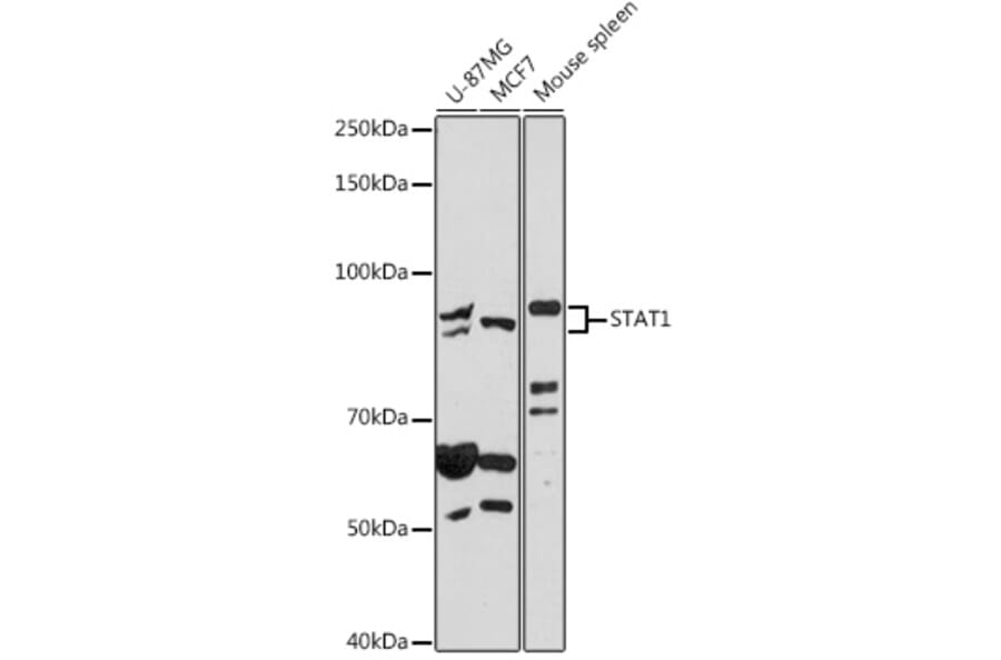 Western Blot - Anti-STAT1 Antibody (A92445) - Antibodies.com