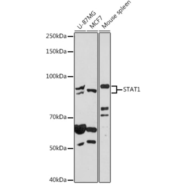 Western Blot - Anti-STAT1 Antibody (A92445) - Antibodies.com