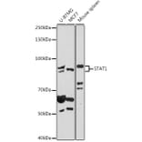 Western Blot - Anti-STAT1 Antibody (A92445) - Antibodies.com